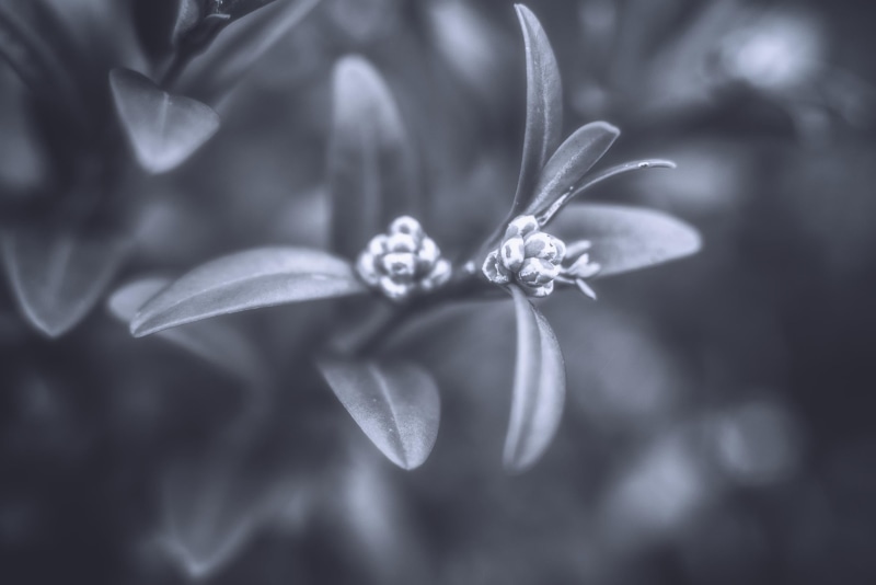 grayscale, NIKON  D750, TONS, 1080P, photo, BUIS, macro, EUROPE, LUMIERE, ici, NOIR ET BLANC, flower, NIKKOR, NandB, BandW, B  B, close-up, TONALITE, YANN