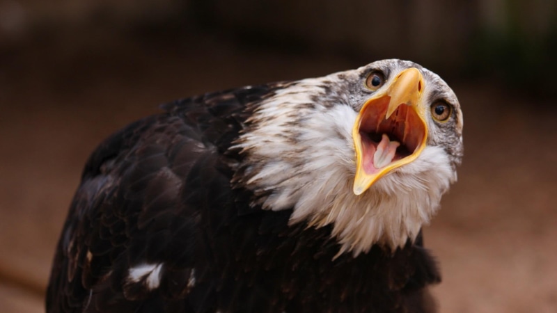 screaming, white, 1080P, eagle, black, bird, animals, 1920x1080