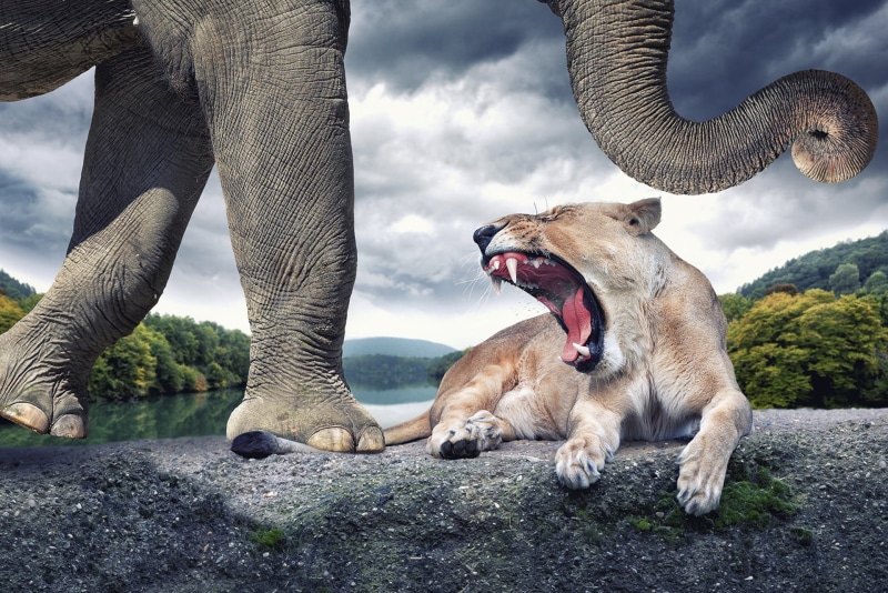 muzzles, low section, artwork, lion, mouth open, animal body part, dog, one animal, rock, mammal, vertebrate, animal mouth, creativity, gray, animals, animal