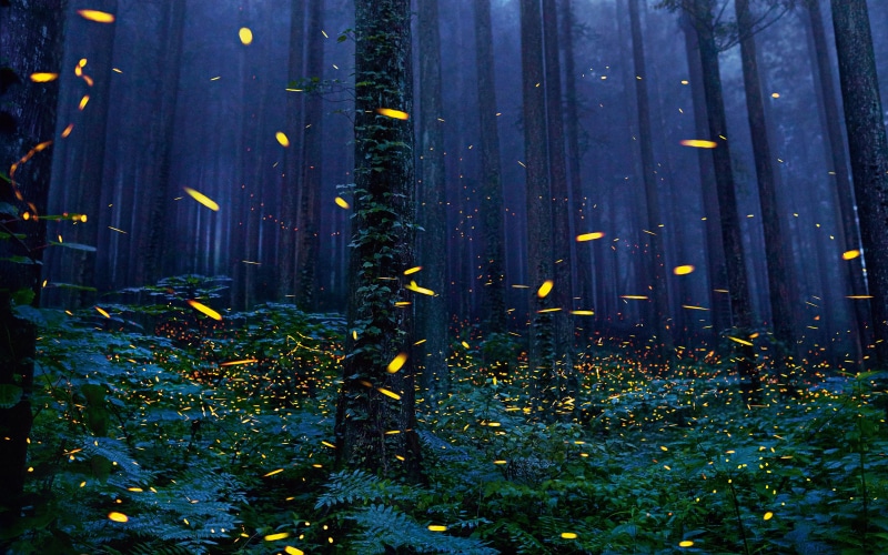 nature, forest, trunk, tree, day, blue, field, flower, woodland, land, no people, fireflies, architecture, les-tuman-paportniki, tree trunk, green color