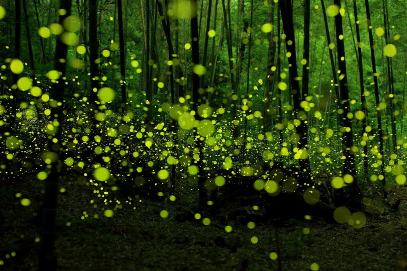 wet, forest, outdoors, freshness, bokeh, green, fireflies, water, close-up, leaf, green color, tranquility, tree, growth, nature, plant part, 1080P, beauty in nature