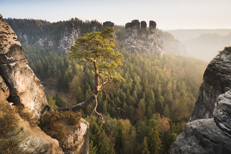 Frühling, outdoors, green, Morning, Bastei, Kiefer, nature, 2K, brown, Germany, Sublime, mountain, Deutschland, Sony a6500, Ein, forest, photo, Pinetree