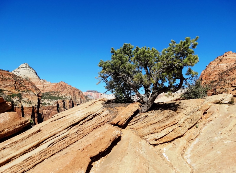 mountain, trees, extreme Terrain, surrounded, rock formation, rock, southwest USA, nature, Mt. Carmel Road, Zion National Park, Hwy 9, 1080P, Landscapes