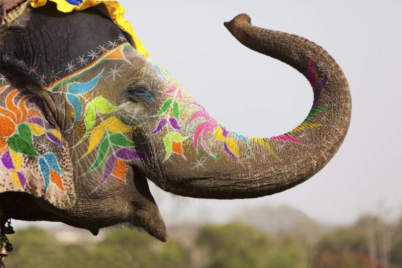elephant, depth of field, pets, gray, art and craft, focus on foreground, decorations, animal body part, one animal, tattoo, animal wildlife, nature, animal trunk