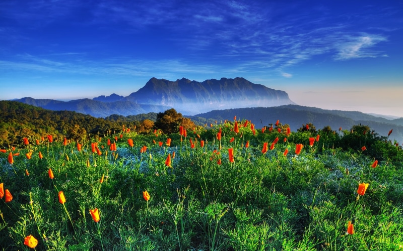 Sanctuaries, chiang, mai, Wildlife, 1080P, Mountain, dao, Thailand