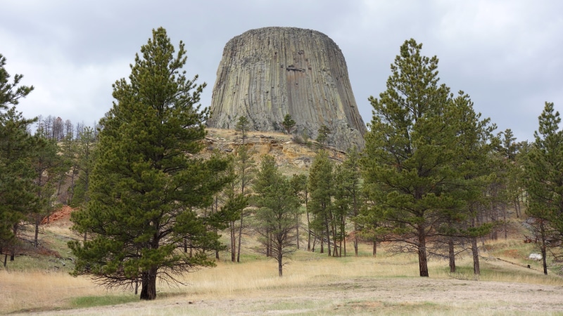 pine tree, travel destinations, day, america, nature, intrusive rock, outdoors, low angle view, 5K, non-urban scene, tree, erosion, national park, wyoming