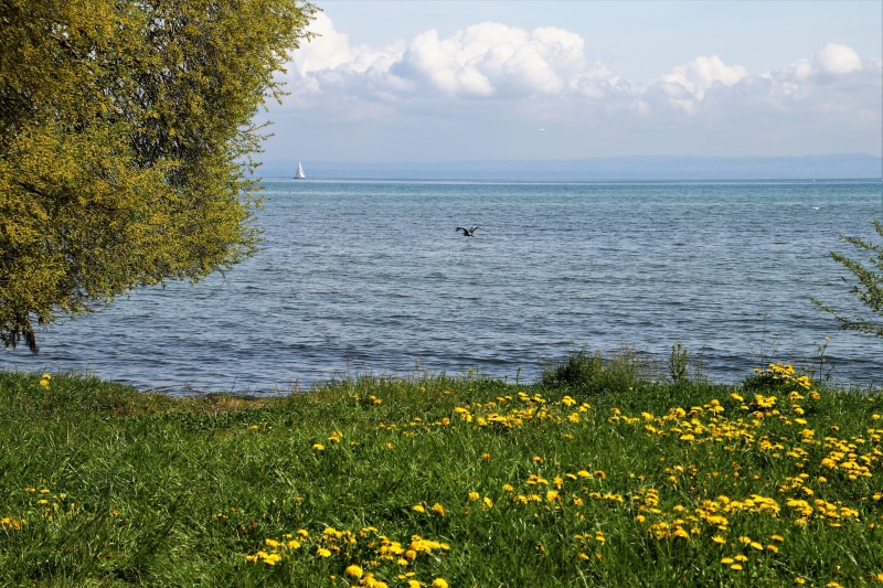 at the court of, beauty in nature, the horizon, nature, rumination, no people, cloud - sky, land, plant, day, water, tranquility, beach, sky, flowering