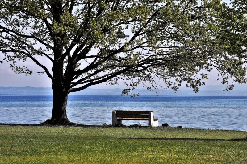 lawn, lake, plant, horizon, grass, idyllic, beauty in nature, sea, spacer, scenics - nature, horizon over water, bodensee, green, 5K, at the court of