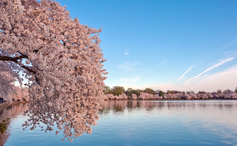 river, Black, America, unitedstates, resource, scenics - nature, Colours, Background, nature, reflection, Blue, growth, Washington, cherry blossom, Bloom