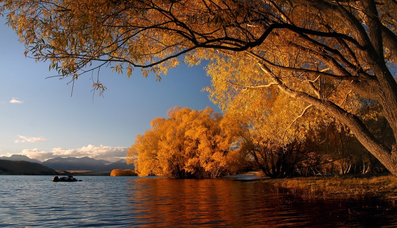 CC0, Lake  Tekapo, NZ, lake, scenics, trees, Lake Tekapo, nature, Autumn, river, water, Yellow, 2K, outdoors, Dedication, Fall, beauty In Nature, landscape