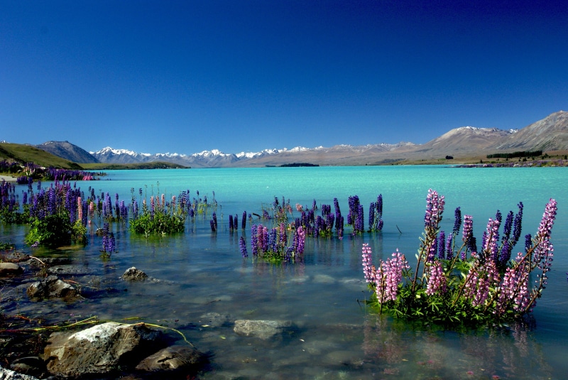 Dedication, water, landscape, CC0, Blue water, nature, 4K, petaled, NZ, purple, reflection, Lupins, body, flowers, Scenery, New Zealand, blue, South island