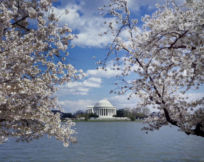 blossom, blooming, springtime, beauty in nature, travel destinations, growth, spring, basin, culture, architecture, Landmark, trees, 1080P, clouds, architectural column