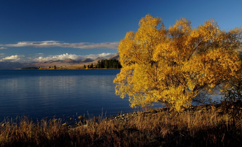 scenics, lake, Autumn, New Zealand, Dedication, tekapo, tree, sky, daytime, photos, near, outdoors, body, Lake Tekapo, geo tagged, leaf, Public Domain