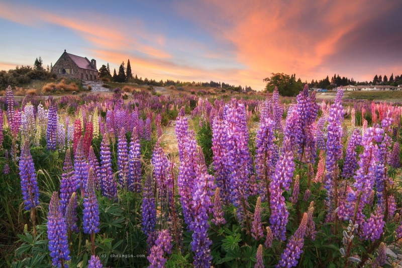 lot, tekapo, nz, nature, purple, flower, beauty In Nature, purple flower, lupins, 480P, plant, new zealand, landscape, rural Scene, sunset, summer, outdoors