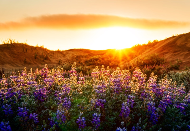 5K, beauty In Nature, scenics, landscape, california, Lupines, purple, plant, nature, golden hour, petaled, golden, summer, background, flower, hour, bed