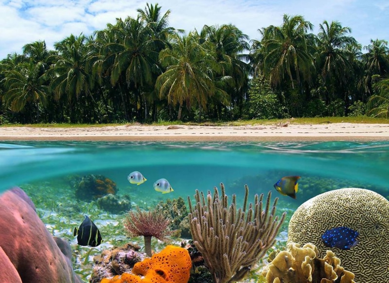 tahiti, bora-bora, tropical, island, underwater, 2K, snorkel, sand, reef, lagoon, marine, fish, ocean, dive, atoll