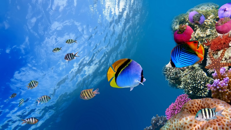 animal themes, swimming, nature, animal wildlife, 4K, tropical fish, water, animal, sea life, animals in the wild, group of animals, invertebrate, fish