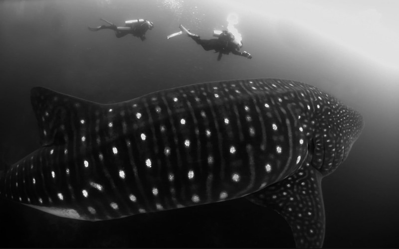 aqualung - diving equipment, people, greyscale, two, aquatic sport, monochrome, animal themes, filming, big, animals, divers, undersea, sea life, animals in the wild