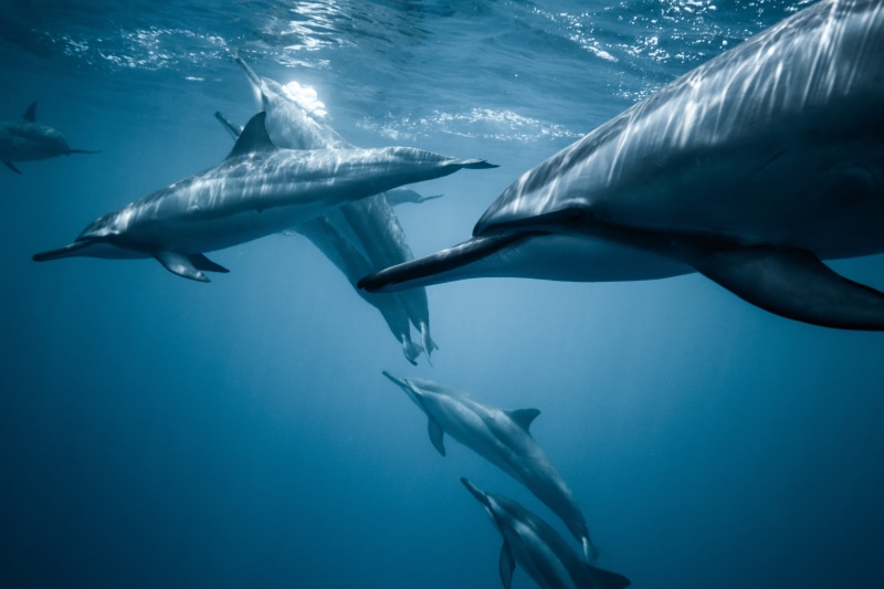 dolphin, amidst, group, snorkeling, earth, undersea, swim, group of animals, swimming, sea, ocean, scuba diving, aquatic mammal, dolphins, marine, underwater