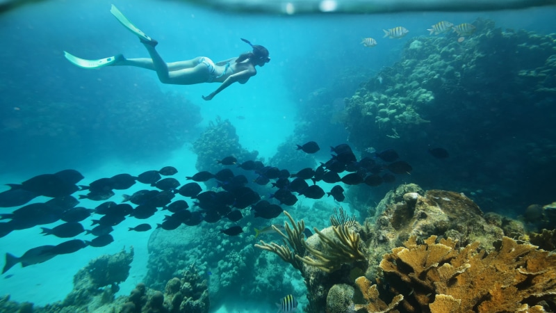 rock, scuba diving, underwater diving, animals in the wild, undersea, vertebrate, sea life, water, sea, animal wildlife, coral, nature, 4K, swimming, snorkeling