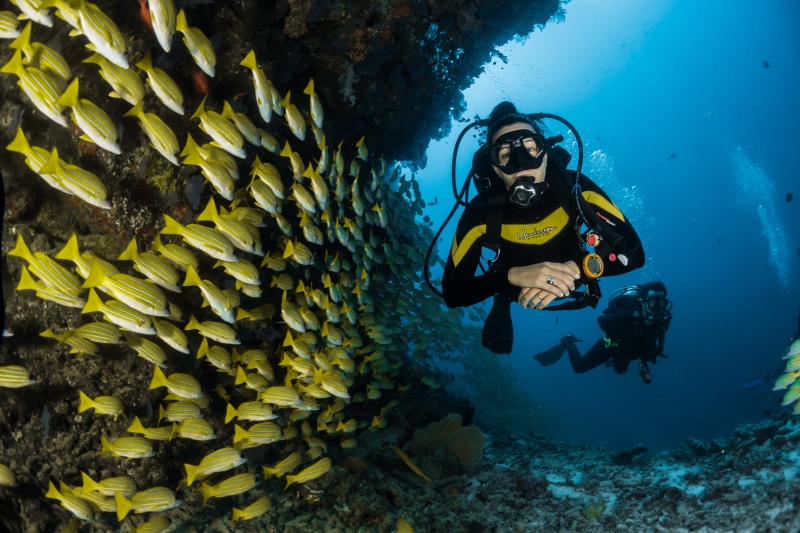 sport, maldives, animals in the wild, underwater, sea, nature, scuba, scuba diving, diving, animal wildlife, marine, diving suit, divers through the reef