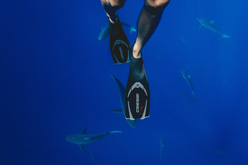 animal themes, wearing, human foot, human body part, 5K, sport, shark, animal wildlife, swimming, animals in the wild, one person, vertebrate, fish, person