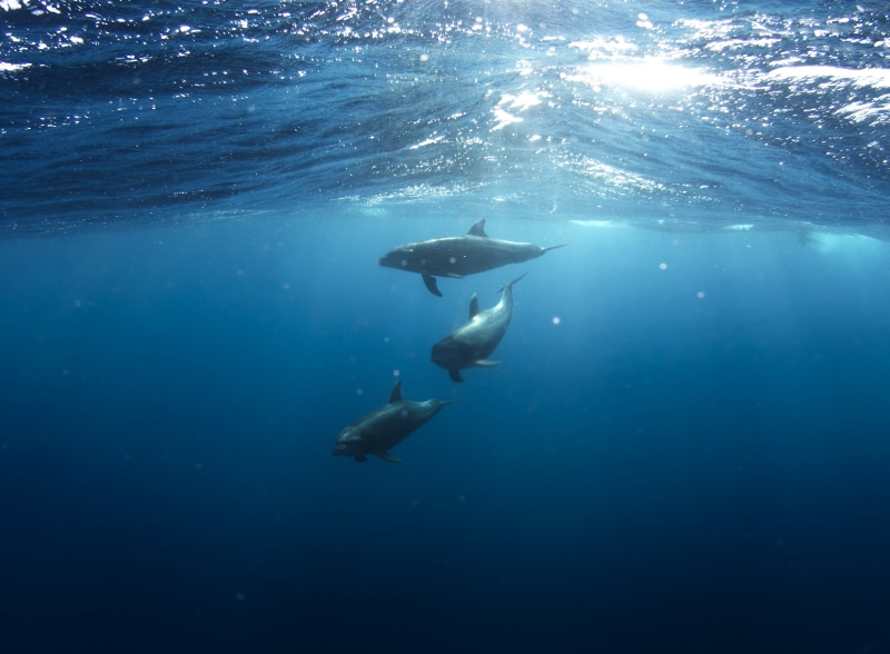 diving flipper, 4K, dolphins, exploration, one person, sea, unrecognizable person, deep, blue, sea life, aquatic sport, killer, water, marine, undersea