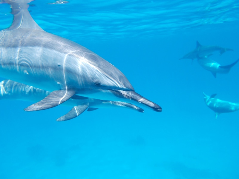 pacific, animals in the wild, intelligent, vertebrate, group of animals, animal, 2K, dolphin, scuba Diving, animal wildlife, sea Life, nature, blue, swimming
