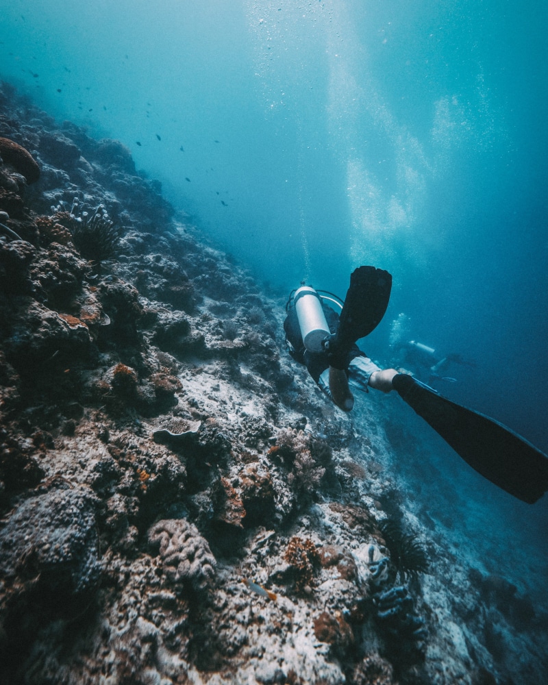 swimming, nature, water, underwater, diving suit, diving, diving equipment, underwater diving, marine, 4K, diving flipper, undersea, animals in the wild