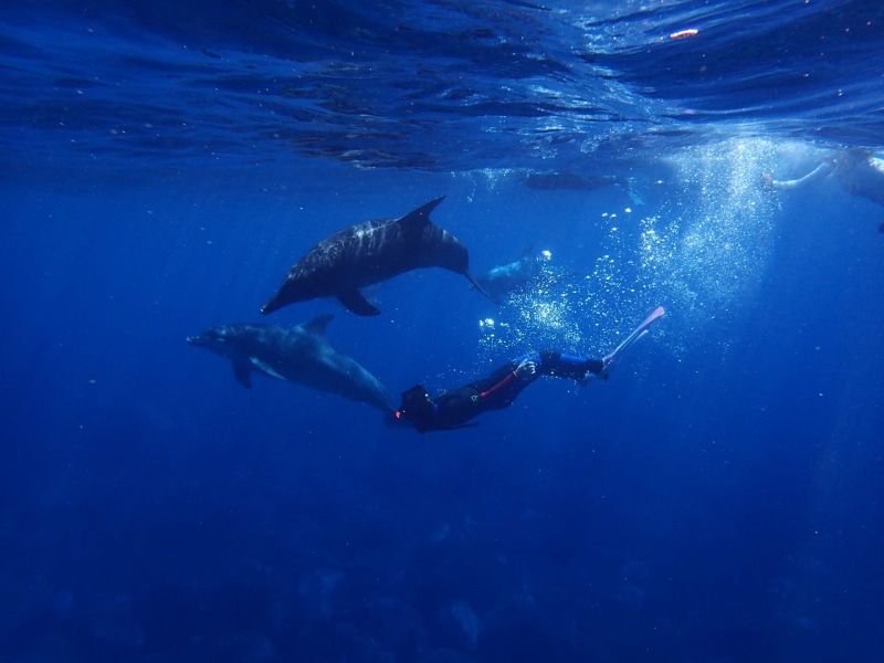men, photography, exploration, undersea, diving flipper, Blue, aquatic sport, outdoors, diving equipment, people, real people, dolphin, underwater, sport