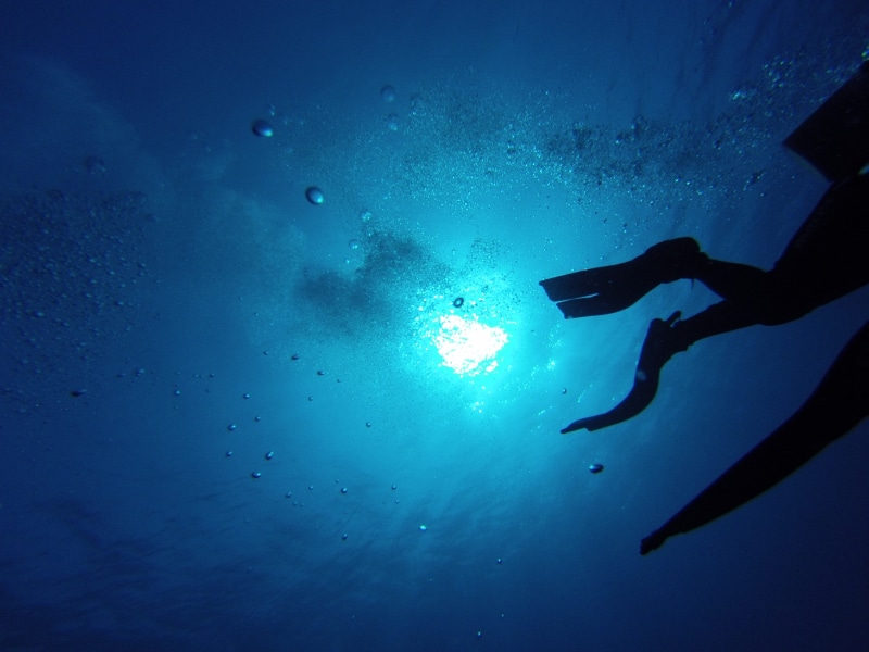 exploration, diving, diving equipment, lake, water creature, one person, nature, meeresbewohner, breathing apparatus, underwater photography, underwater world