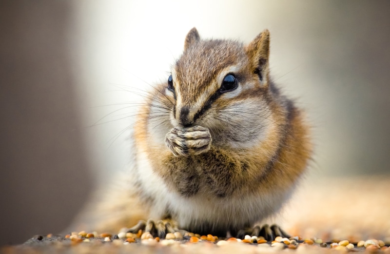 apo, macro, park, closeup photography, photography, nature, wildlife, rodent, sigma, closeup, brown, eating, fluffy, 1080P, seeds, animal, mammal, pentax  k-5