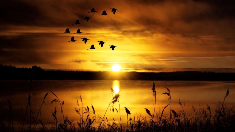 4K, nature, silhouette, reflection, beauty in nature, flock of birds, animal, animal wildlife, vertebrate, outdoors, sky, tranquility, no people, animals in the wild