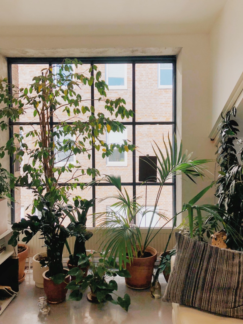 glass - material, chair, interior, building, leaf, houseplant, interior design, green, balcony, monstera, no people, patio, flower pot, plant, day, nature