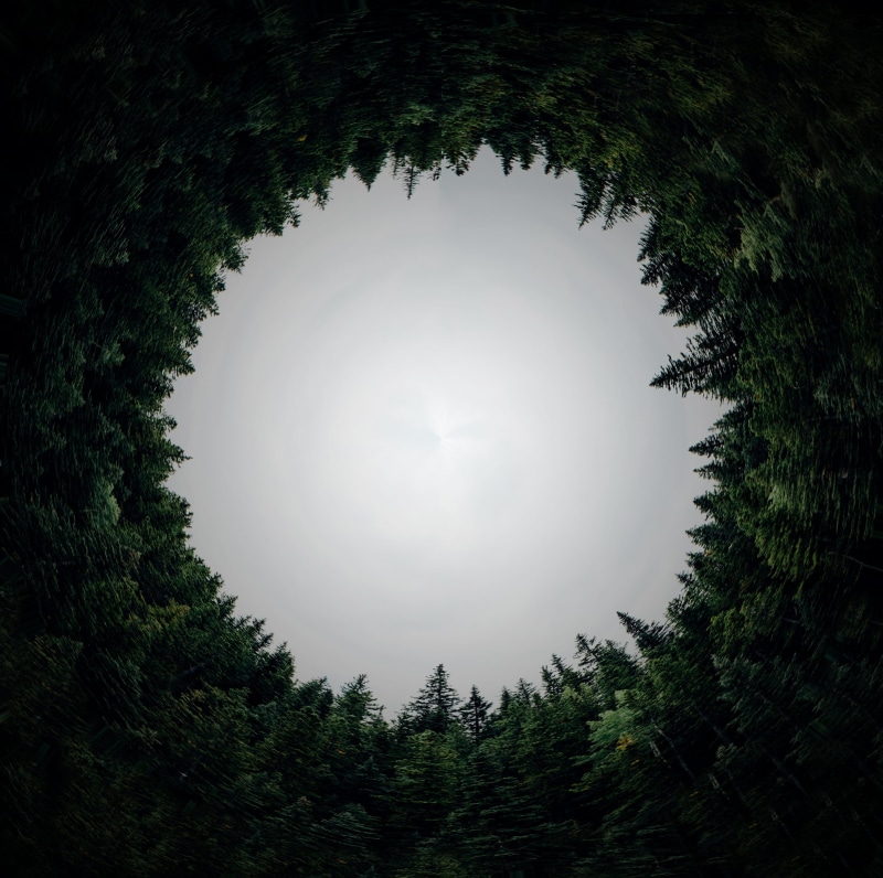 shape, circle, tranquil scene, orb, nature, tunnel, growth, forest, coniferous tree, sky, plant, dusk, no people, day, arboleda, circular, green color
