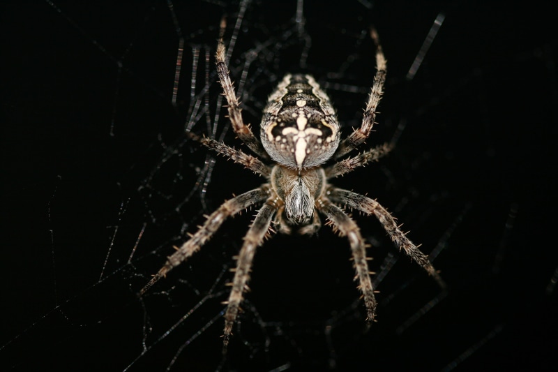 spider web, luminosity, arachnid, arthropod, macro, animal body part, no people, studio shot, animals in the wild, zoology, close-up, one animal, animal wildlife