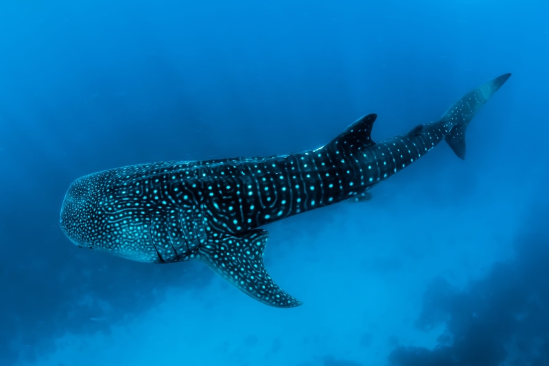underwater, undersea, ocean, one animal, photography, adventure, blue, water, aquatic, nature, animal wildlife, animal themes, whale, animal, no people