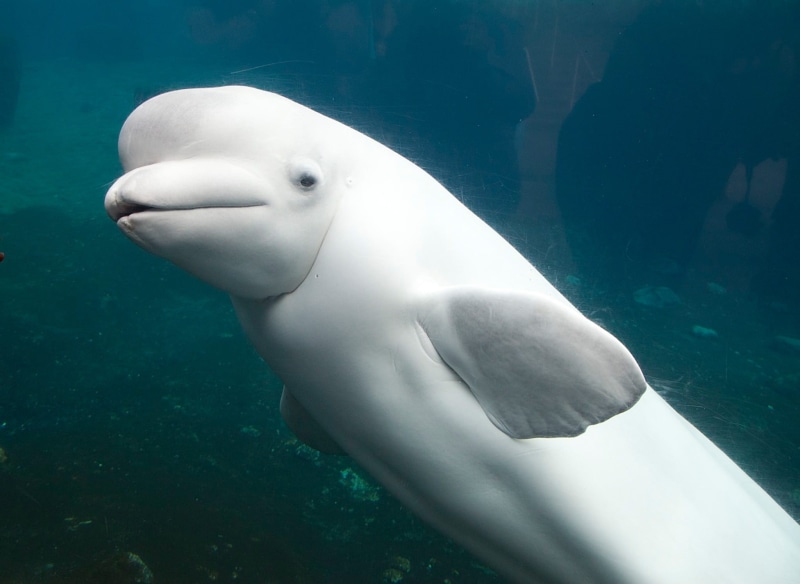 sea, underwater, dolphin, water, aquarium, no people, tank, animal, beluga, sea life, one animal, marine, vertebrate, animal wildlife, mammal, animal themes