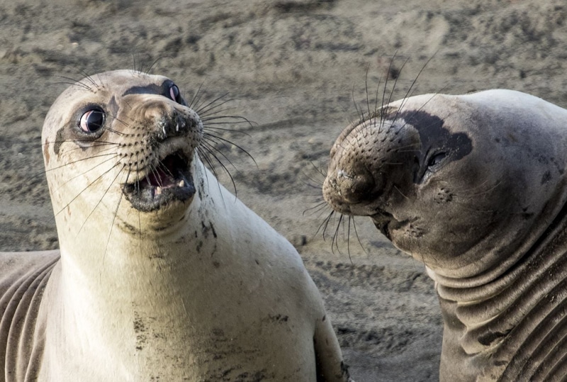 sea life, close-up, mammal, land, whisker, two animals, animal wildlife, animal, animals in the wild, sea, mouth open, Meme potential, marine, outdoors