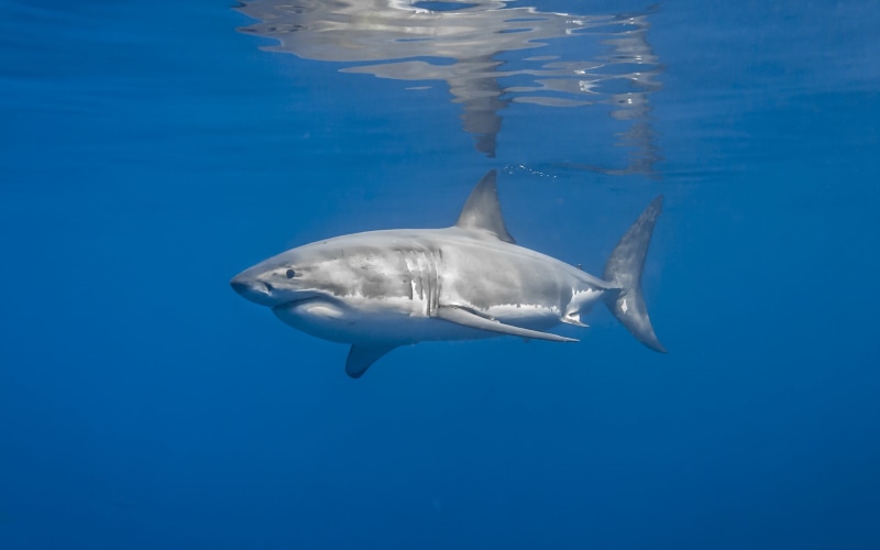 no people, underwater, blue, swimming, one animal, aquatic mammal, glass, 2K, animal wildlife, clear, animal, decor, water, undersea, fish, mammal, table