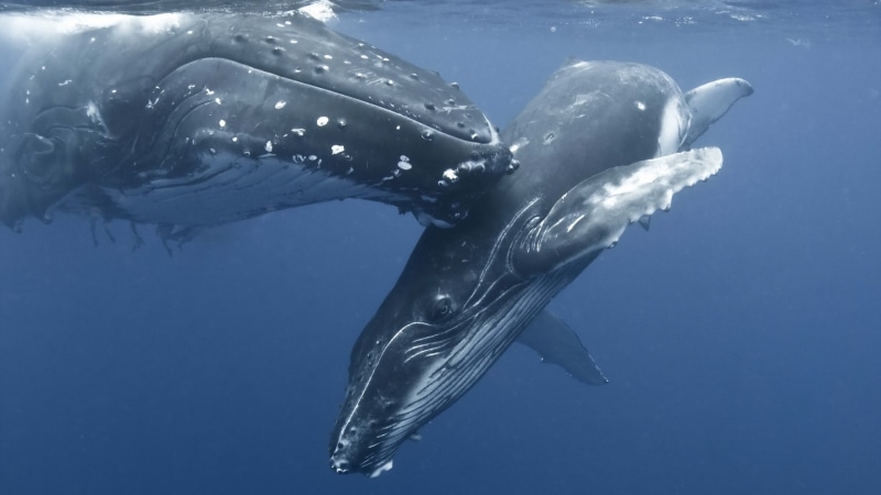 whale, animals, water, photography, group of animals, animals in the wild, 1080P, sea life, sea, swimming, marine, underwater, aquatic mammal, mammal