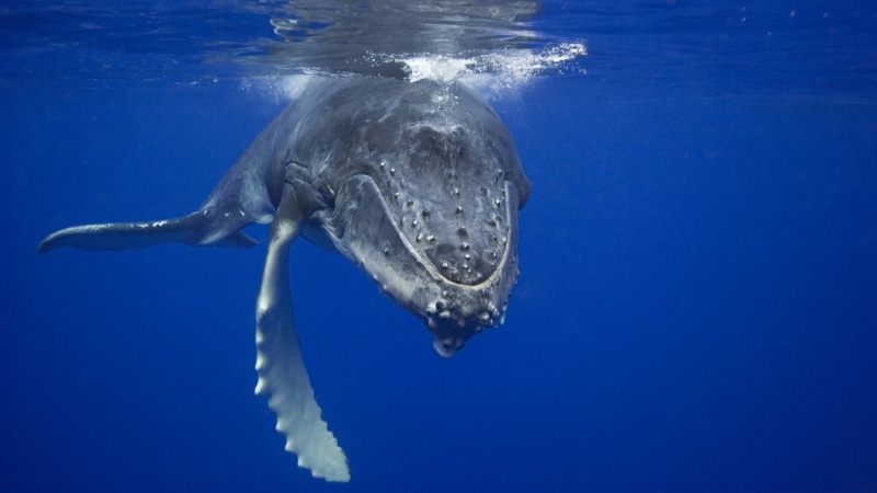 fish, animal themes, swimming, animal, one animal, 1080P, mammals, undersea, outdoors, no people, blue, sea, animal wildlife, underwater, nature, marine