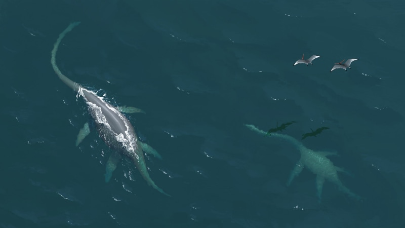 1080P, aquatic mammal, animal themes, swimming, animals in the wild, school of fish, turquoise colored, sea life, undersea, lochness, day, sea, group of animals