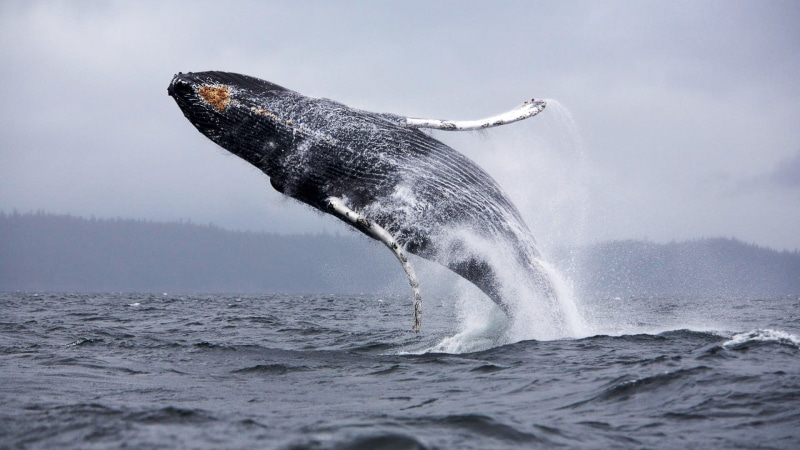 marine, animal, aquatic mammal, animal themes, humpback whale, vertebrate, 1080P, splashing, animal wildlife, sea, outdoors, mammal, sea life, water, nature