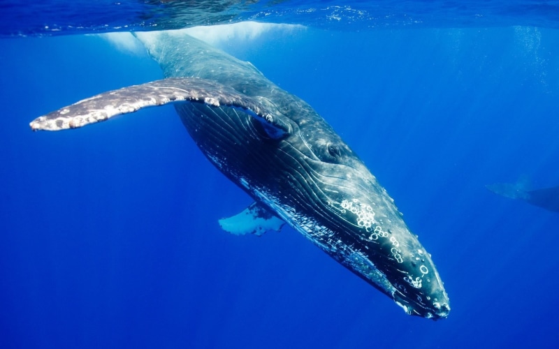 sea life, nature, Gran, 1080P, animal, animals in the wild, vertebrate, animal themes, swimming, ballena, Azul, blue, humpback whale, undersea, one animal