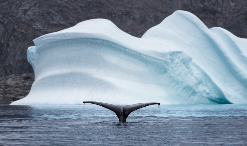 animal themes, aquatic mammal, iceberg, whale, no people, snow, vertebrate, mammal, beauty in nature, outdoors, animal, nature, marine, one animal, 1080P