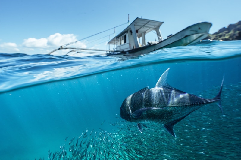 vertebrate, marine, 1080P, fish, school, sea, blue, one animal, nature, water, boat, aquatic mammal, undersea, swimming, animals in the wild, Paul Toma