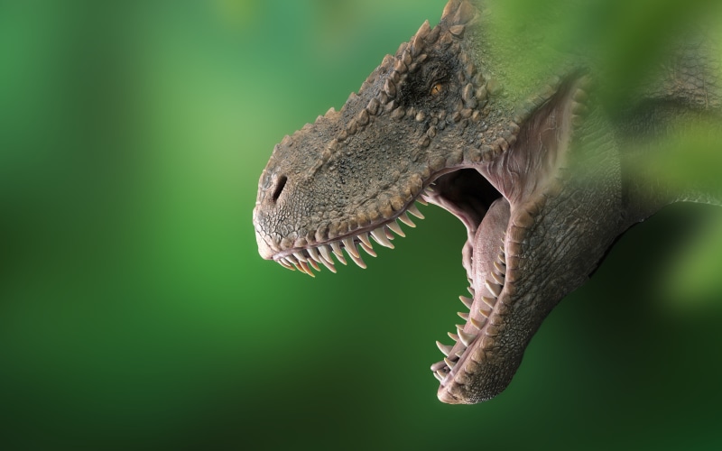 focus on foreground, green color, one animal, prehistoric, crocodile, animal head, 4K, animal body part, ark, profile view, dino, vertebrate, animals in the wild