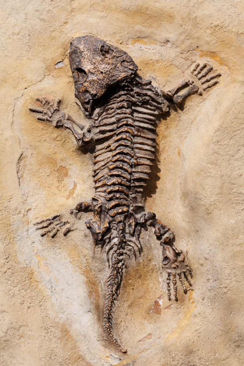 prehistoric, structure, the past, rock, no people, history, paleontology, science, animal, animal wildlife, lizard, geology, reptile, nature, dinosaur