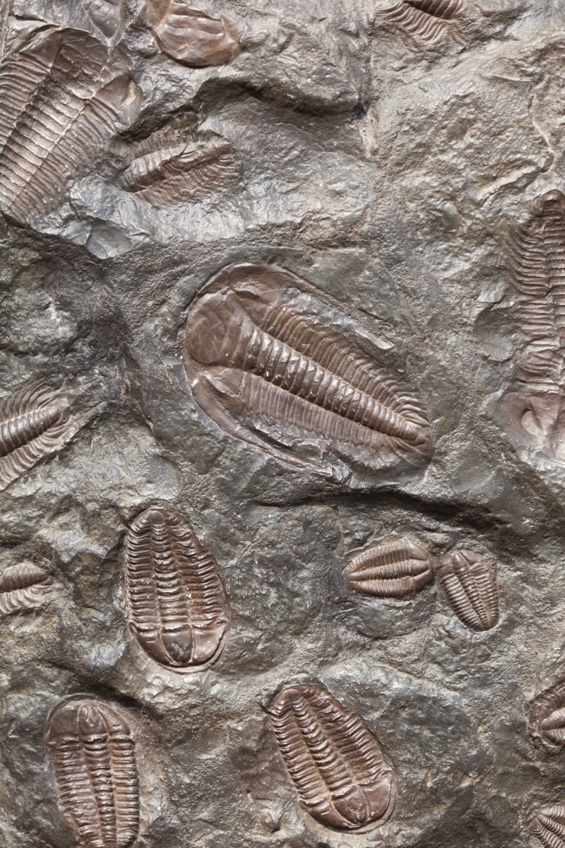 biology, trilobite, animal, ancient, old, evolution, rock, 1080P, vertebrate, texture, the past, animal wildlife, architecture, sea, brown, steel, science